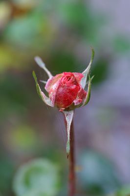 PICT0077.jpg