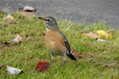 American robin