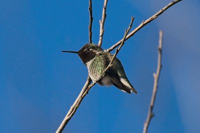 Hummingbird