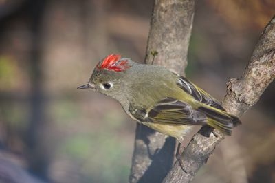 Ruby-crowned kinglet