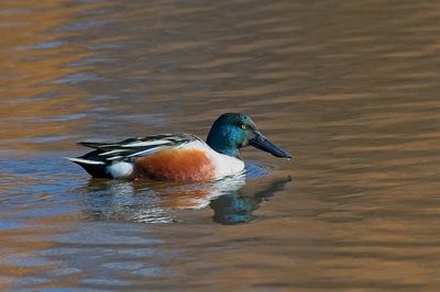 Northern shoveler