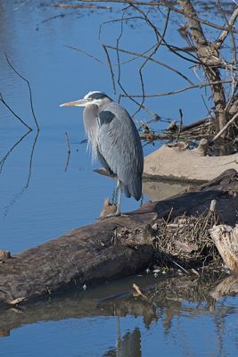 Great Blue Heron