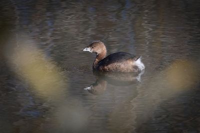 Pied-billed Grebe