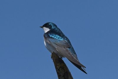Tree Swallow