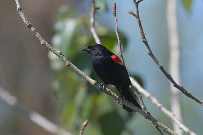 Red-winged blackbird