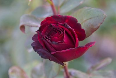 Red Rose
