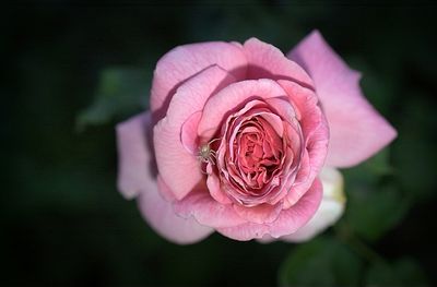 Spider and Rose