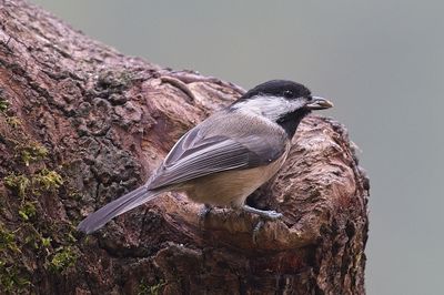 Black-capped chickadee