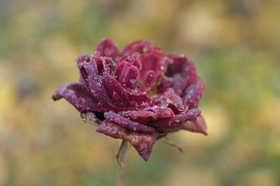 Red Rose