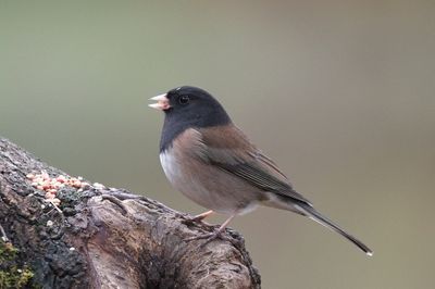 Dark-eyed Junco