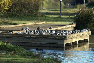 Pigeon parking available