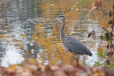 Great Blue Heron