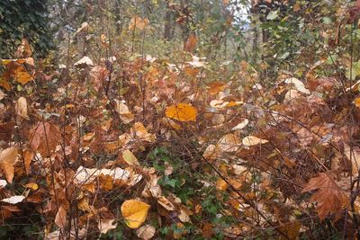 Many autumn leaves