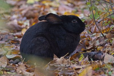 Black bunny