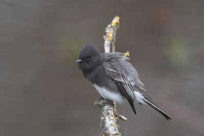 Black phoebe