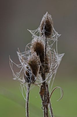 Wild teasel