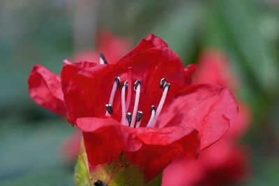 Rhododendron venator x strigillosum hybrid
