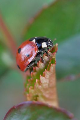 Ladybug