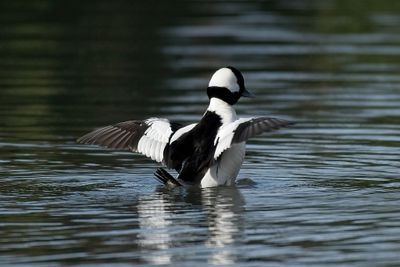 Bufflehead