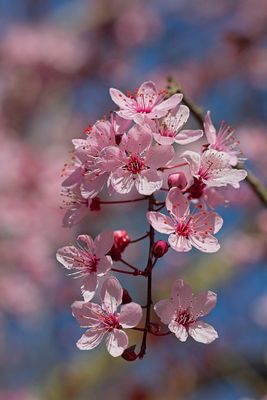 Cherry blossoms