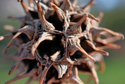 Sweet gum ball macro