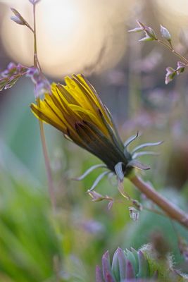 Dandelion at sunset