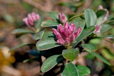 Rhododendron blooms