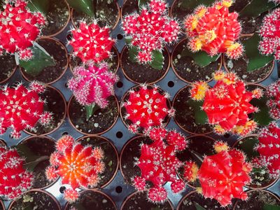 Colorful cactuses