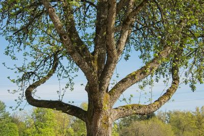 Crook in the tree