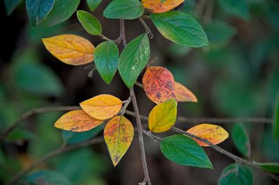 Autumn leaves