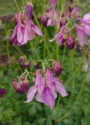Columbine flowers