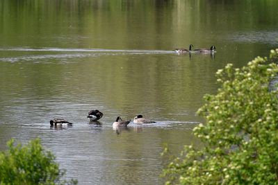 Day at the pond