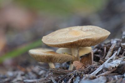 Mushrooms