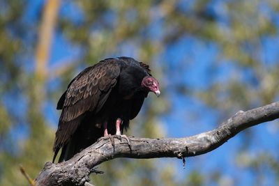 Turkey vulture