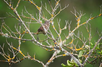 Sparrow
