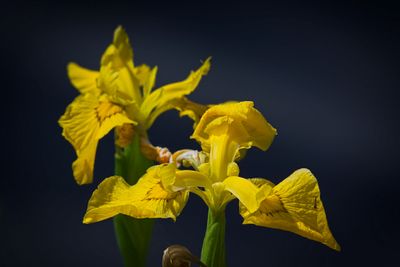  Yellow Flag Iris