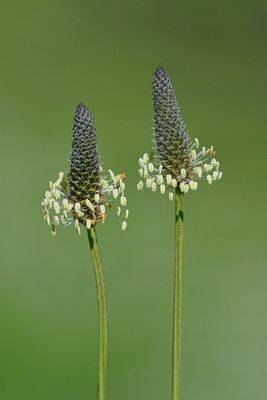 Two of a kind
