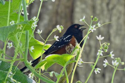 Spotted Towhee