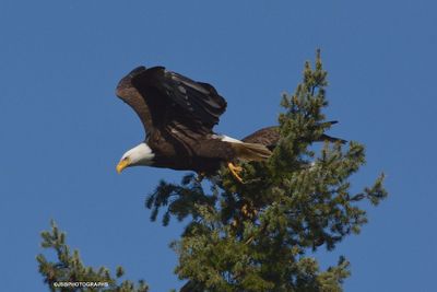 Bald Eagle