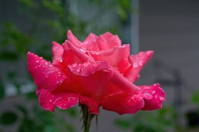 Rainy day
