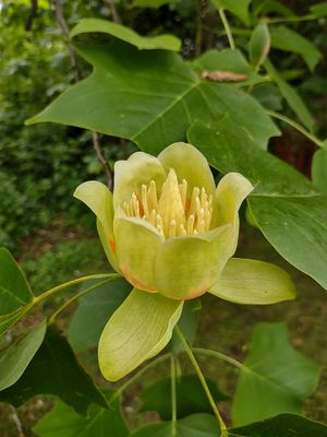 Tulip tree flower
