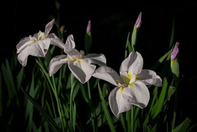 Iris flowers
