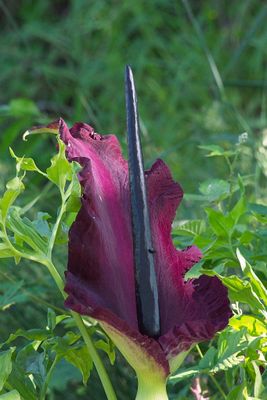 Dracunculus vulgaris flower 
