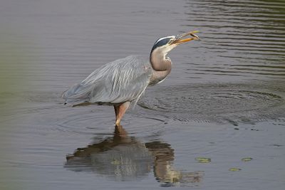 Great blue heron