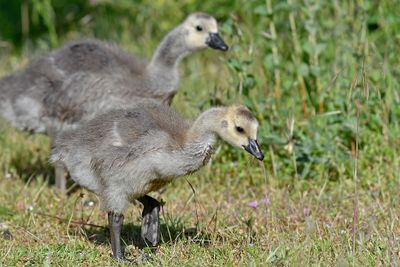 Goslings