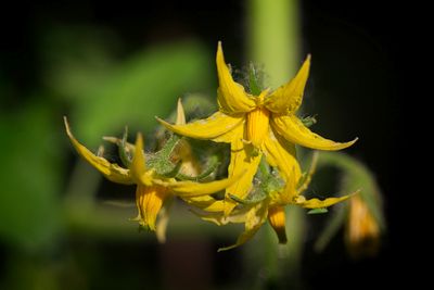 Tomato flowers