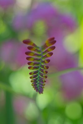 Crocosmia flower blooms