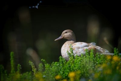 Female mallard