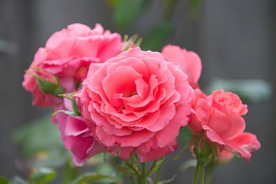 Pink roses