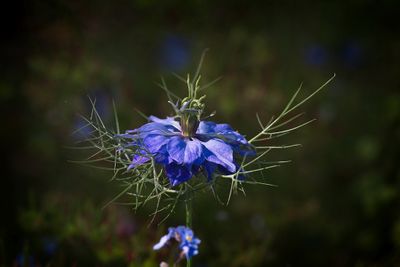Nigella damascena